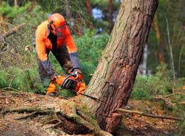 Best Stump Grinding and Removal  in Pawnee, IL